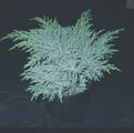 Creeping Juniper